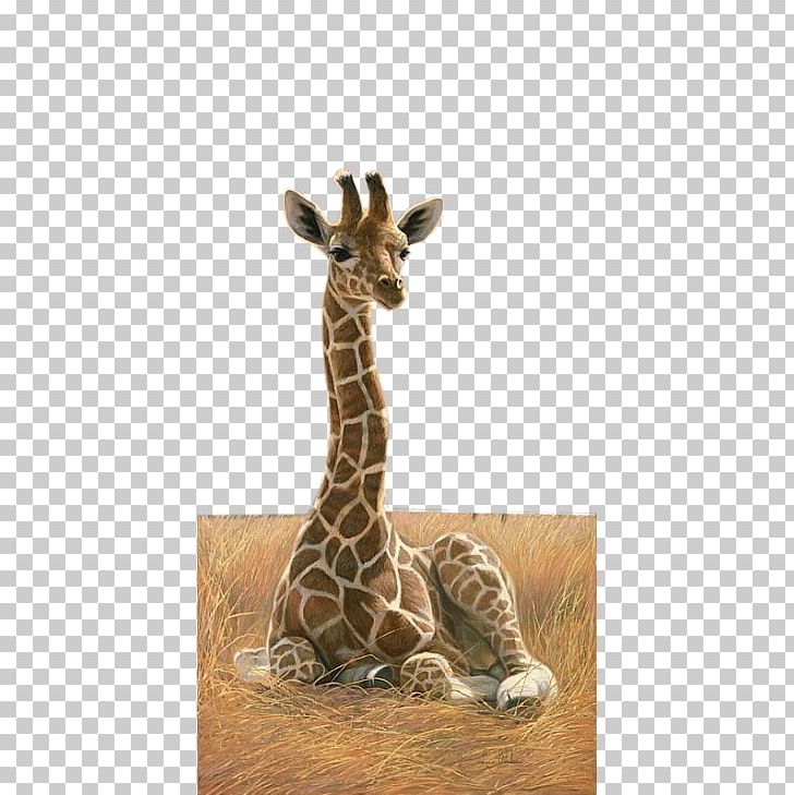 Northern Giraffe Rothschilds Giraffe Okapi Painting Art PNG, Clipart, Animal, Animals, Art, Biological, Cartoon Giraffe Free PNG Download