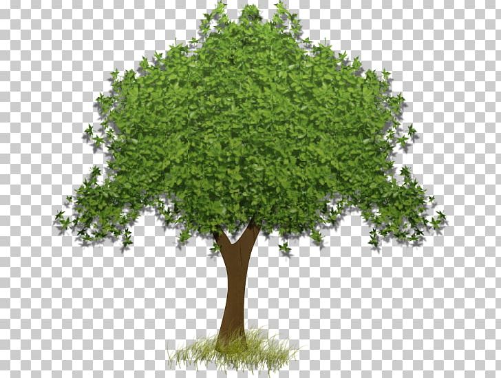 Tree PNG, Clipart, Branch, Computer Icons, Desktop Wallpaper, Display Resolution, Download Free PNG Download