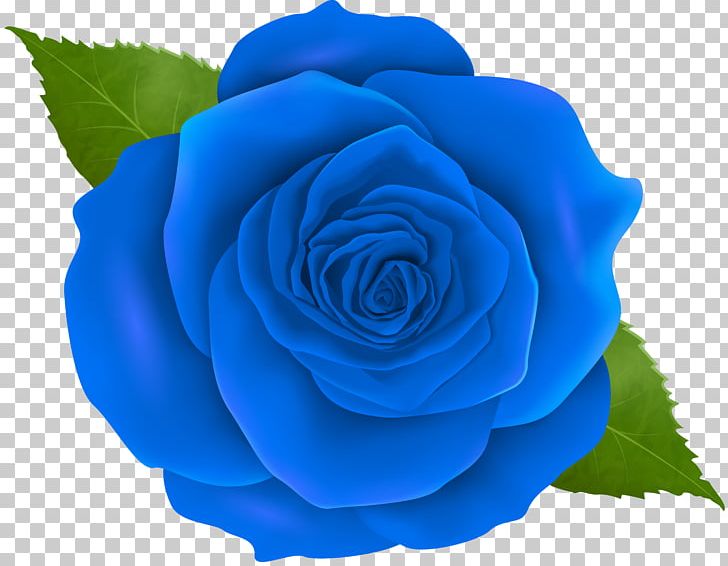 Blue Rose Centifolia Roses PNG, Clipart, Blue, Blue Rose, Clipart, Clip Art, Cobalt Blue Free PNG Download