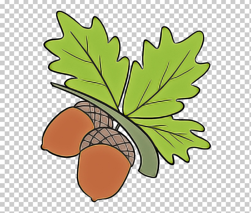 Plane PNG, Clipart, Acorn, Chestnut, Leaf, Nut, Plane Free PNG Download