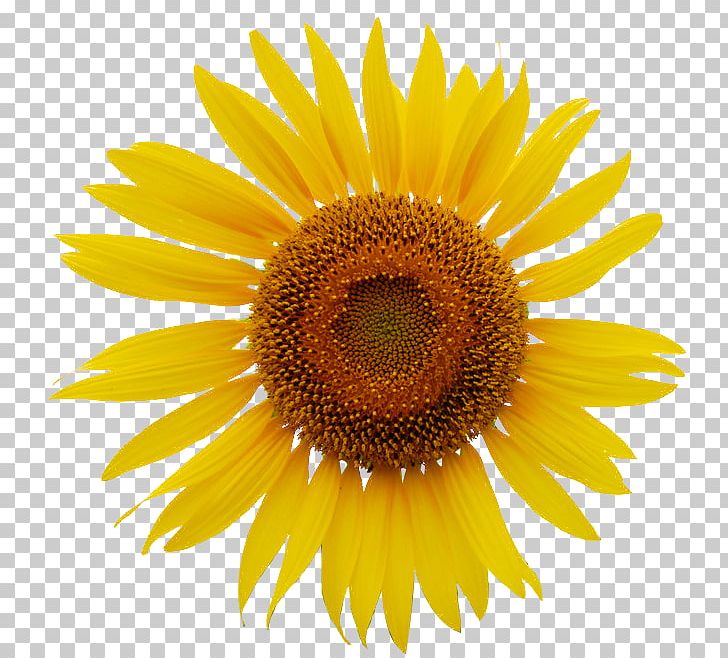 Common Sunflower PNG, Clipart, Asterales, Cartoon Sun, Closeup, Daisy Family, Drawing Free PNG Download