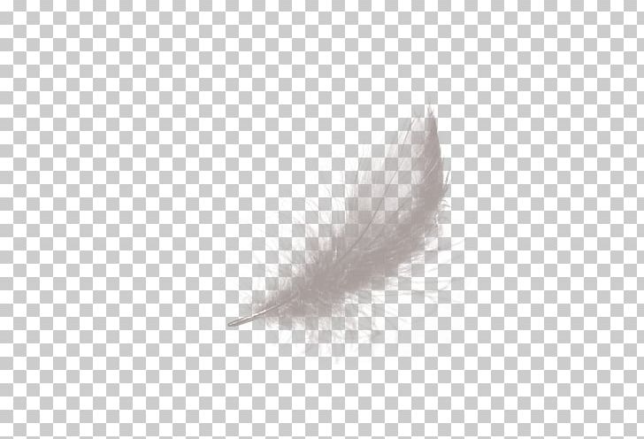 Feather White Black PNG, Clipart, Animals, Black, Black And White, Day, Feather Free PNG Download