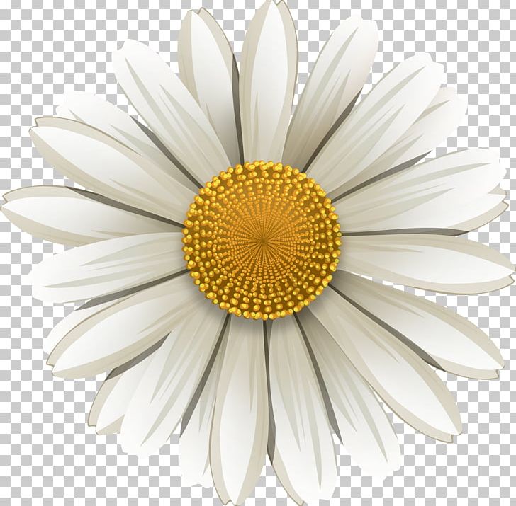 Matricaria Flower PNG, Clipart, Chamomile, Computer Software, Cut Flowers, Daisy, Daisy Family Free PNG Download