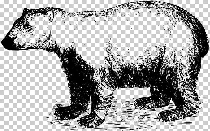 Polar Bear Arctic Brown Bear PNG, Clipart, Animal Figure, Animals, Arctic, Bear, Black And White Free PNG Download