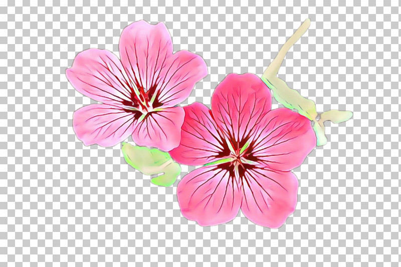 Cherry Blossom PNG, Clipart, Blossom, Cherry Blossom, Flower, Geraniaceae, Geraniales Free PNG Download