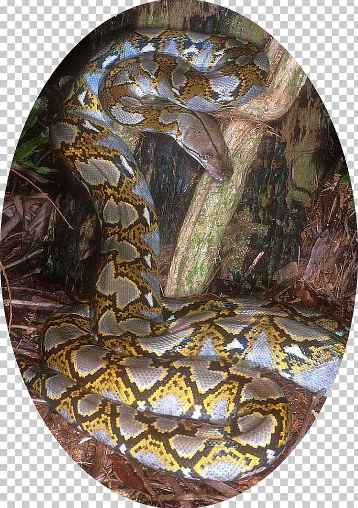 Boa Constrictor Snake Reptile Reticulated Python Burmese Python PNG, Clipart, African Rock Python, Anaconda, Animals, Ball Python, Boa Constrictor Free PNG Download