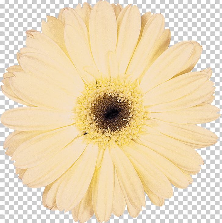 Daisy Family Cut Flowers Transvaal Daisy Chrysanthemum PNG, Clipart, Asterales, Chrysanthemum, Chrysanths, Common Daisy, Cut Flowers Free PNG Download
