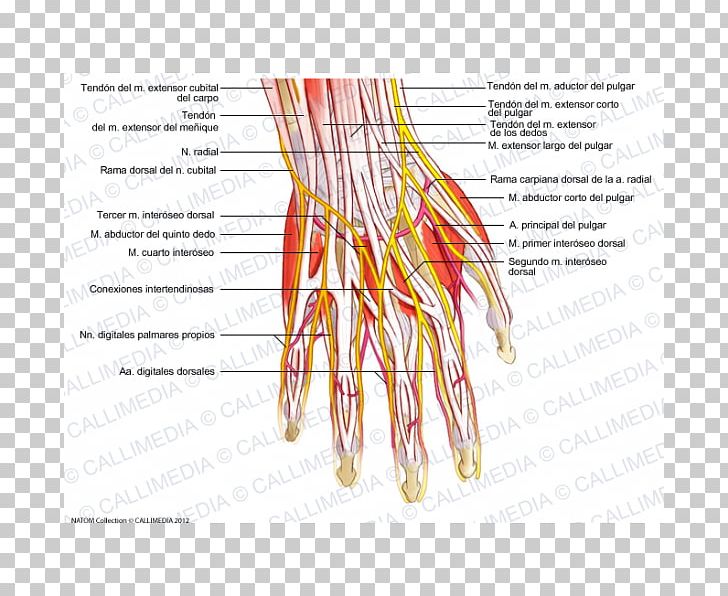 Finger Nerve Common Palmar Digital Arteries Hand Nervous System PNG, Clipart, Arm, Blood Vessel, Circulatory System, Common Palmar Digital Arteries, Finger Free PNG Download