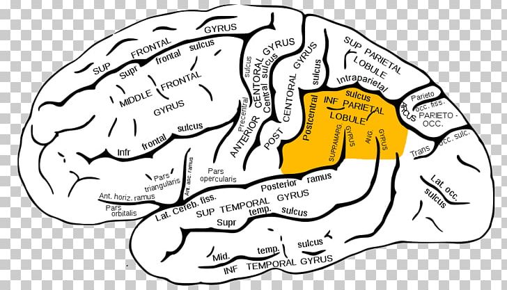 Inferior Parietal Lobule Parietal Lobe Inferior Frontal Gyrus Superior Parietal Lobule Lobes Of The Brain PNG, Clipart, Angular Gyrus, Area, Artwork, Black And White, Brain Free PNG Download
