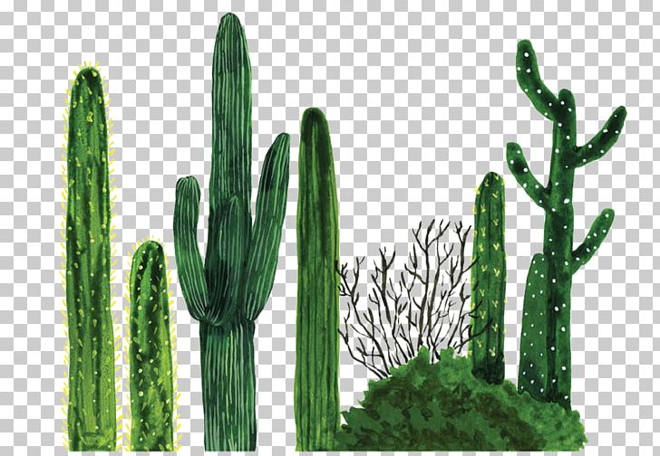 Plant Tapestry Cactaceae Textile Blanket PNG, Clipart, Cactus, Cactus Cartoon, Cactus Flower, Cactus Vector, Cactus Watercolor Free PNG Download