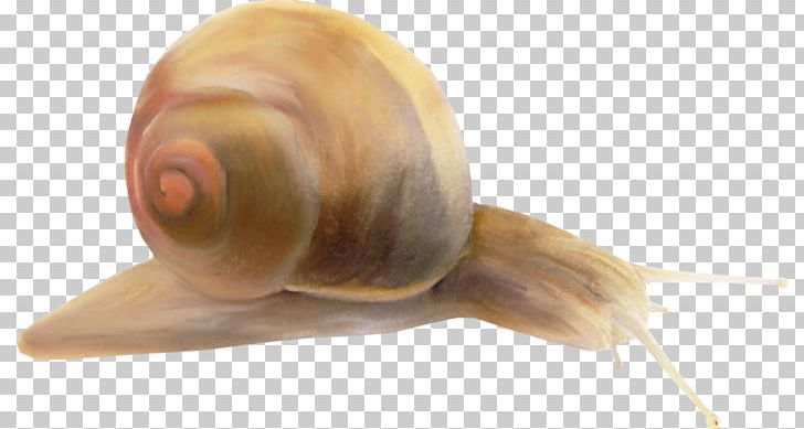 Pond Snails Sea Snail Slug PNG, Clipart, Animal, Animals, Brown, Color, Escargot Free PNG Download
