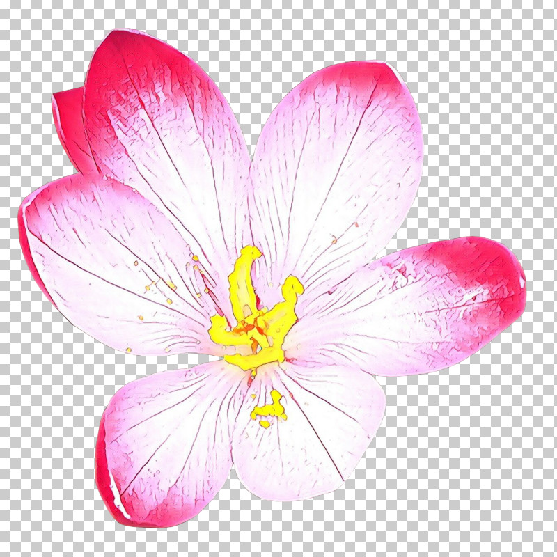 Petal Flower Pink Plant Wildflower PNG, Clipart, Crocus, Flower, Herbaceous Plant, Magenta, Petal Free PNG Download