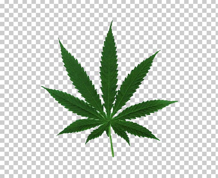 Cannabis Ruderalis Leaf Cannabis Cultivation Legalization PNG, Clipart, Cannabis, Cannabis Cultivation, Cannabis Ruderalis, Drug, Hash Oil Free PNG Download