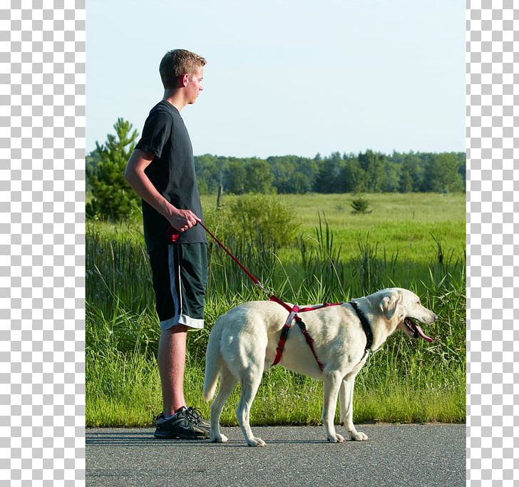Dog Breed Dog Harness Leash Dog Walking PNG, Clipart, Animals, Breed, Breed Group Dog, Dog, Dog Breed Free PNG Download