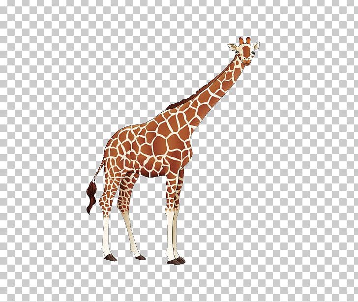 Giraffe Cartoon PNG, Clipart, Adobe Illustrator, Animal, Animals, Color, Deer Free PNG Download