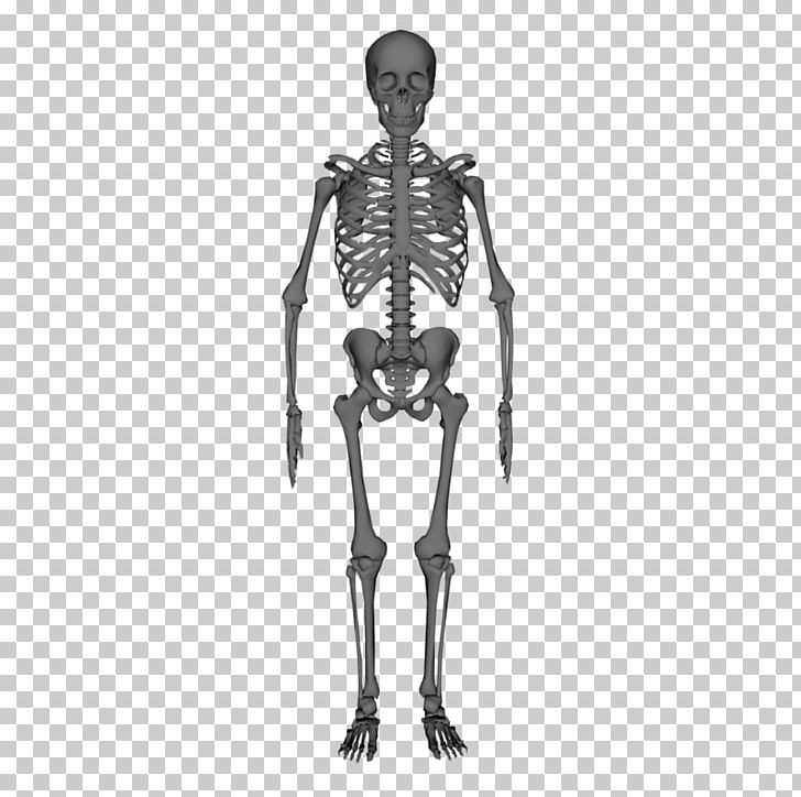 Human Skeleton Anatomy Stock Photography PNG, Clipart, Anatomy, Arm, Bone, Costume Design, Fantasy Free PNG Download