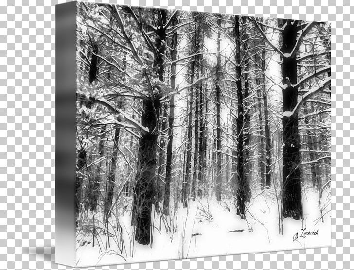 Wood /m/083vt White PNG, Clipart, Birch, Black And White, Forest, Forest Floor, M083vt Free PNG Download
