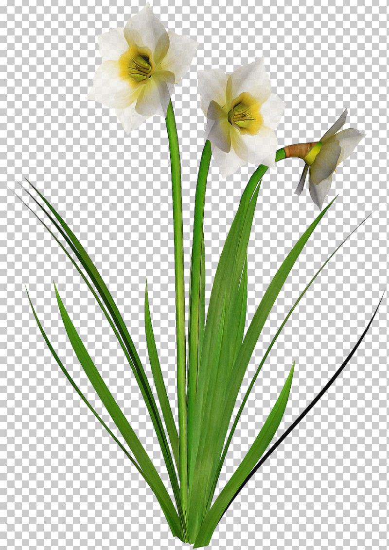 Flower Plant Petal Pedicel Grass PNG, Clipart, Amaryllis Family, Flower, Grass, Houseplant, Narcissus Free PNG Download