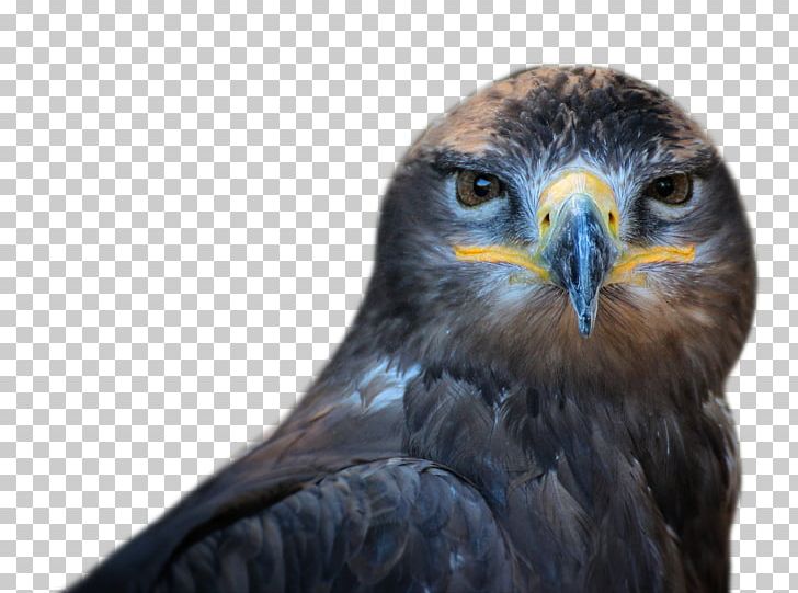 Bird Of Prey Owl PNG, Clipart, 4k Resolution, Accipitriformes, Animation, Beak, Bird Free PNG Download