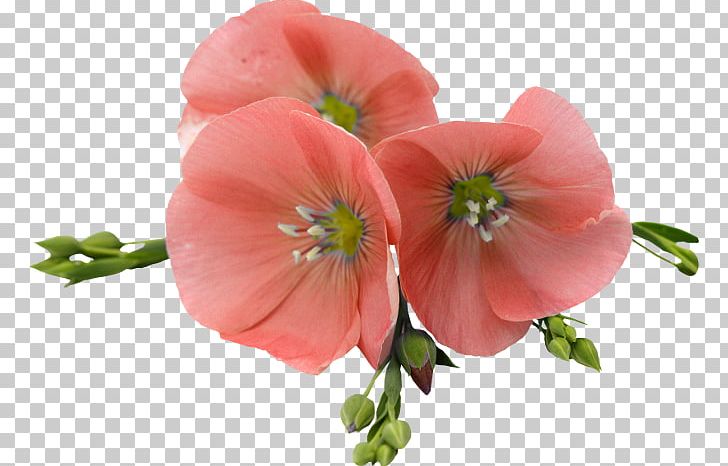 Flax Flower Photography PNG, Clipart, Annual Plant, Blossom, Cut Flowers, Flax, Flower Free PNG Download