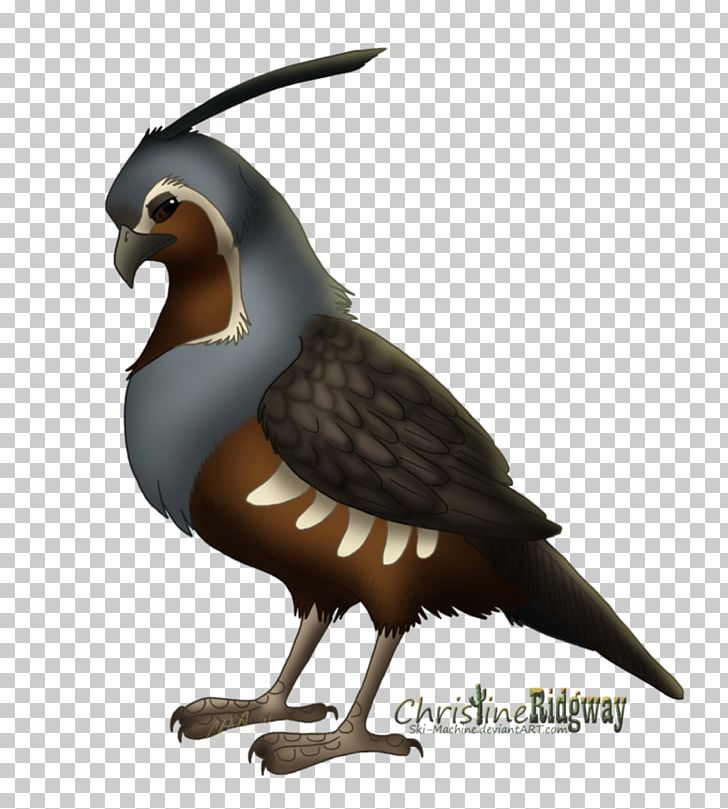 Mountain Quail Bird Drawing PNG, Clipart, Animal, Animals, Art, Beak, Bird Free PNG Download