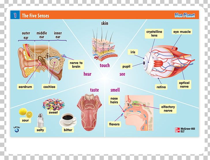 Otology & Middle Ear Surgery Graphic Design Product Design PNG, Clipart, Area, Ashok Kumar, Diagram, Ear, Graphic Design Free PNG Download