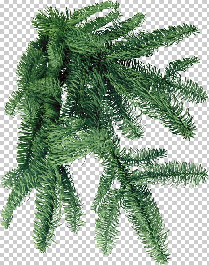 PhotoFiltre PNG, Clipart, Branch, Conifer, Desktop Wallpaper, Display Resolution, Evergreen Free PNG Download