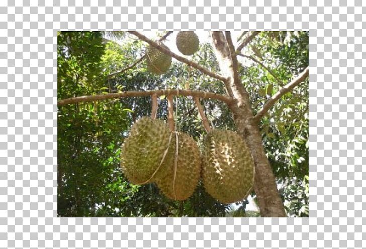 Durio Zibethinus Penanaman Durian Fruit Tree Bawor PNG, Clipart, Artocarpeae, Artocarpus, Artocarpus Odoratissimus, Auglis, Benih Free PNG Download