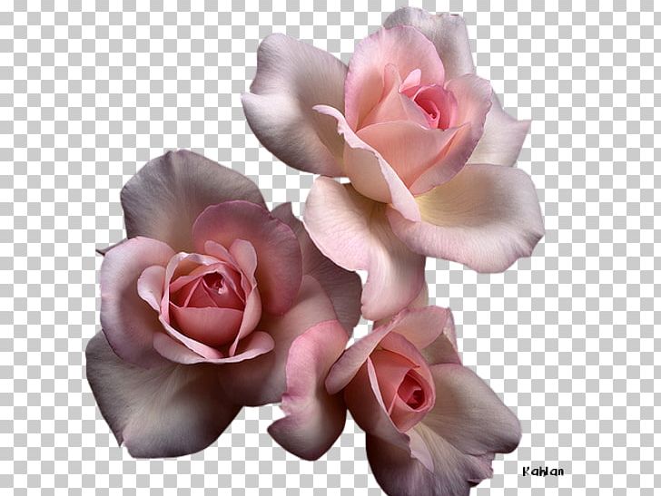 Garden Roses Cabbage Rose Floribunda Hybrid Tea Rose Pink PNG, Clipart,  Free PNG Download
