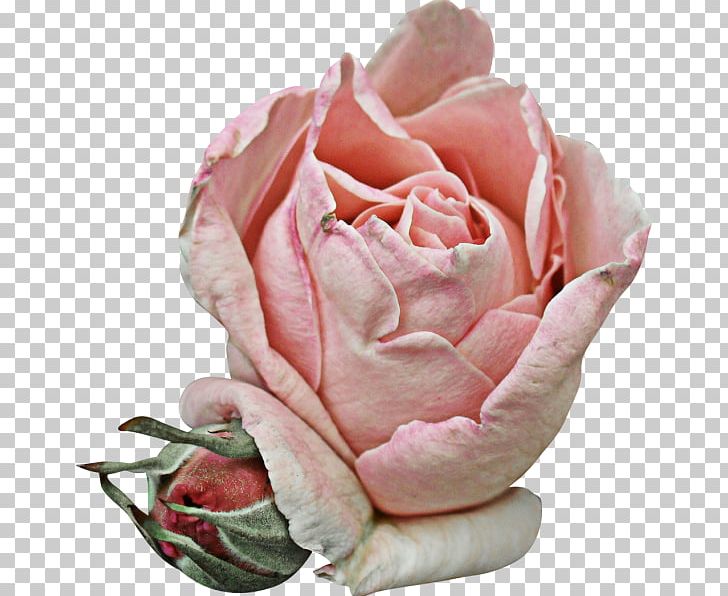 Garden Roses Cabbage Rose Petal Pink Flower PNG, Clipart, Blume, Cabbage Rose, Cut Flowers, Floribunda, Flower Free PNG Download