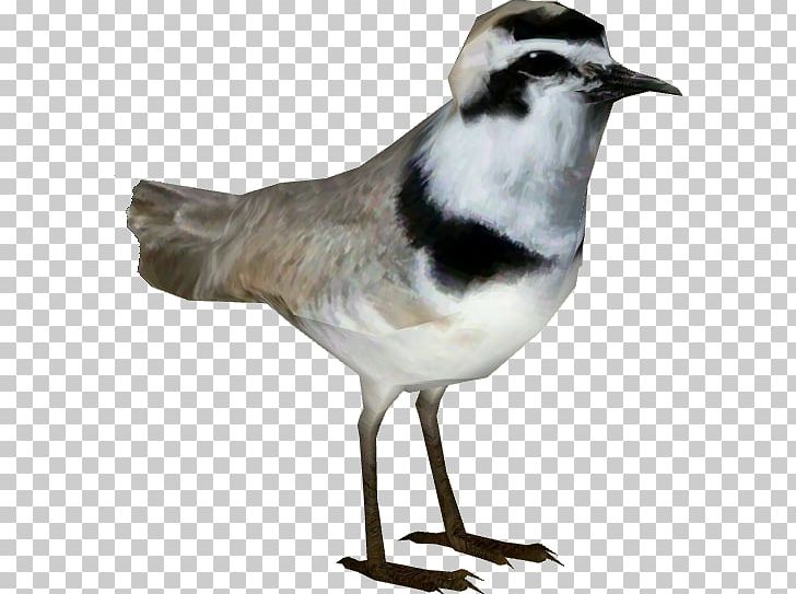 Wader Seabird Beak Fauna Feather PNG, Clipart, Animals, Beak, Bird, Charadriiformes, Fauna Free PNG Download