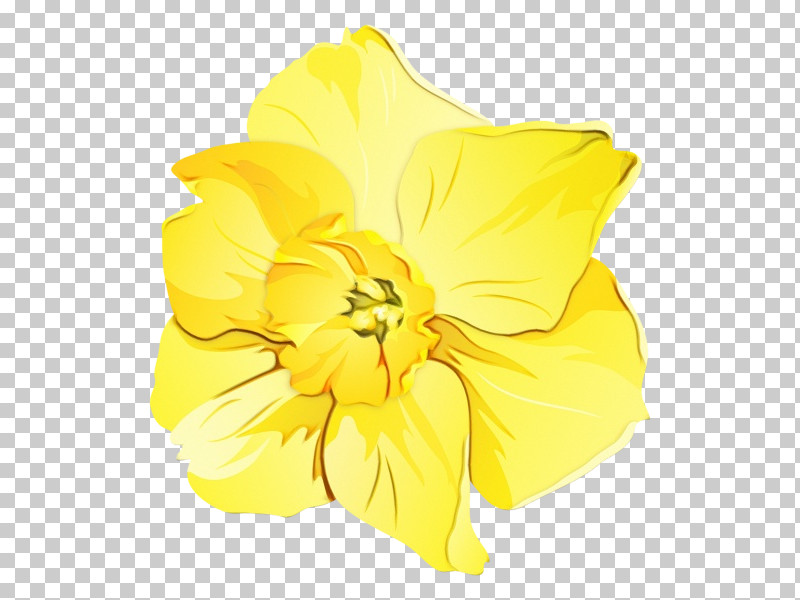 Yellow Hawaiian Hibiscus Flower Petal Plant PNG, Clipart, Amaryllis Family, Evening Primrose, Evening Primrose Family, Flower, Hawaiian Hibiscus Free PNG Download