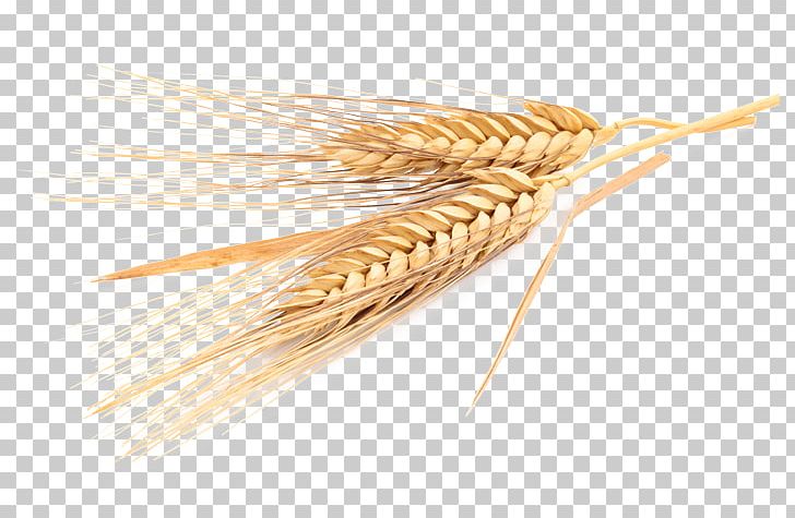 Cereal Oat Emmer Common Wheat Barley PNG, Clipart, Barley, Cereal, Cereal Germ, Commodity, Common Wheat Free PNG Download