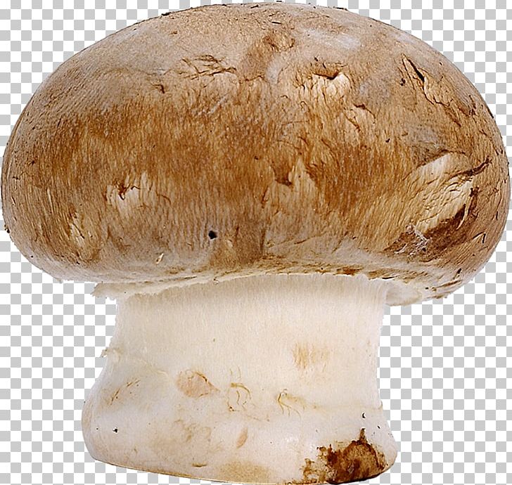 Common Mushroom Boletus Edulis Penny Bun Fungus PNG, Clipart, Agaricaceae, Agaricomycetes, Agaricus, Boletus, Boletus Edulis Free PNG Download