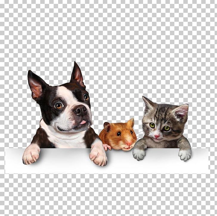 Dog Cat Pet Adoption Puppy PNG, Clipart, Animals, Boston Terrier, Carnivoran, Cat, Cat Like Mammal Free PNG Download