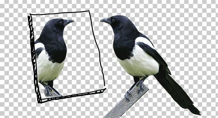 Eurasian Magpie Bird Mirror Test Crow PNG, Clipart, American Sparrows, Beak, Bird, Color, Crow Free PNG Download
