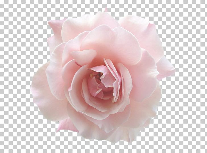 Garden Roses Floribunda Jackson & Perkins Pink Centifolia Roses PNG, Clipart, Artificial Flower, Centifolia Roses, Child, Cut Flowers, Floribunda Free PNG Download