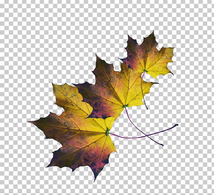 Maple Leaf PNG, Clipart, Autumn, Golden, Golden Autumn, Leaf, Maple Leaf Free PNG Download