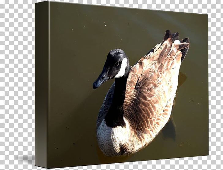 Duck Goose Fauna Neck Beak PNG, Clipart, Beak, Bird, Canada Goose, Duck, Ducks Geese And Swans Free PNG Download