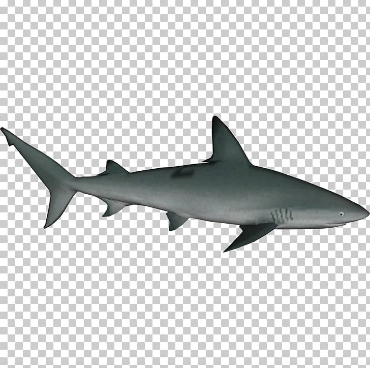 Sandbar Shark Tiger Shark Bull Shark Great White Shark Oceanic Whitetip Shark PNG, Clipart, Basking Shark, Blue Shark, Bonnethead, Bull Shark, Carcharhinus Free PNG Download