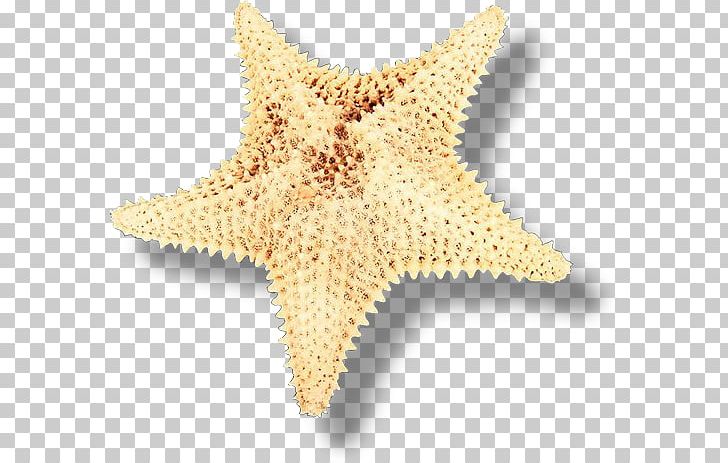 Starfish Seashell Echinoderm PNG, Clipart, Animal, Animals, Apartment, Beach, Clip Art Free PNG Download