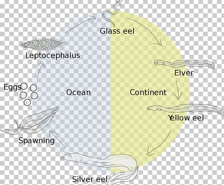 European Eel Eel Life History Biological Life Cycle Leptocephalus PNG, Clipart, American Eel, Anguillidae, Biological Life Cycle, Diagram, Eel Free PNG Download