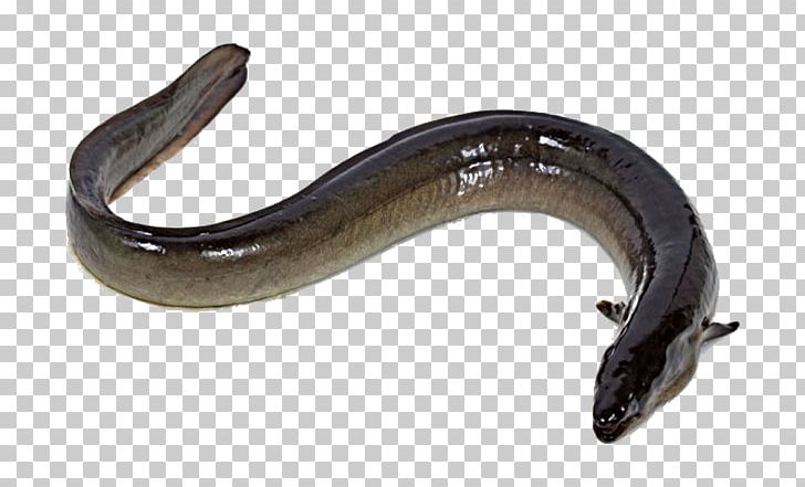 Fish European Eel European Conger Anguilla PNG, Clipart, Anguilla, Animal, Animals, Ansichtkaart, Auto Part Free PNG Download