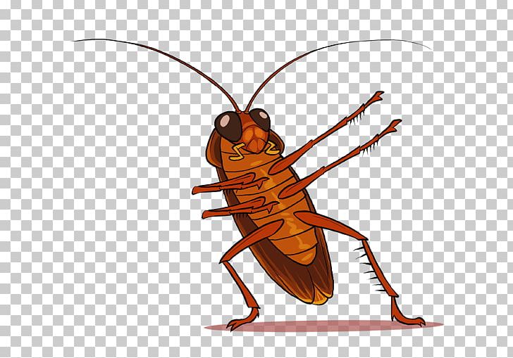 Cockroach Insect PNG, Clipart, Animals, Arthropod, Clip Art, Cockroach, Insect Free PNG Download