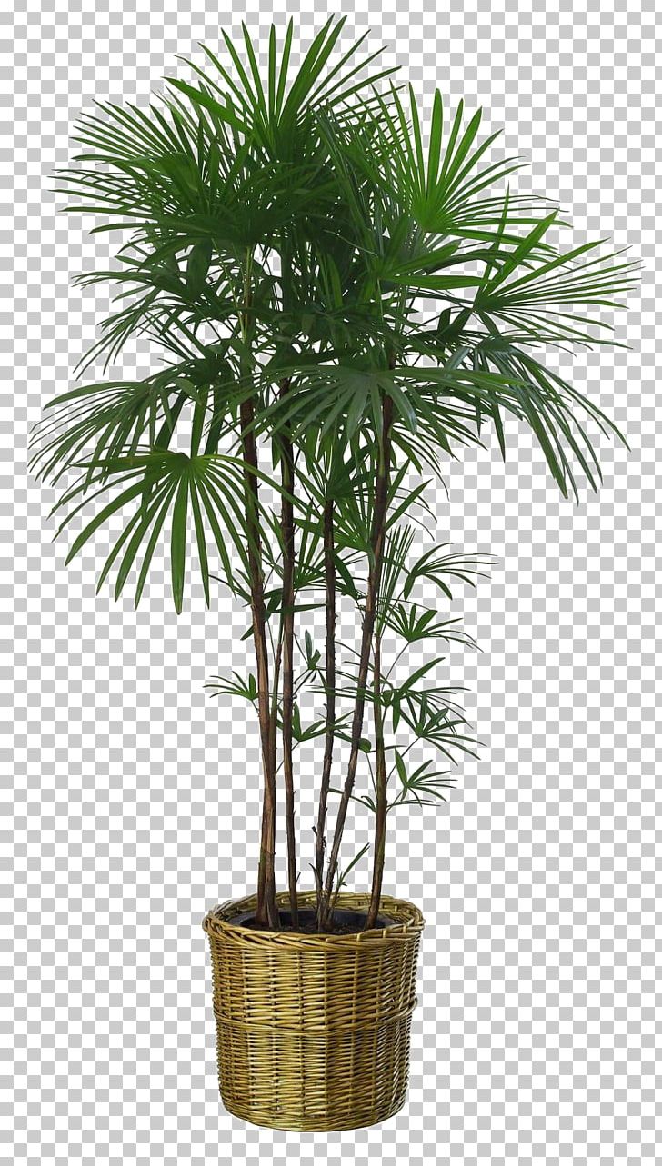 Flowerpot Howea Forsteriana Houseplant Garden PNG, Clipart, Arecaceae, Autumn Leaves, Banana Leaves, Borassus Flabellifer, Fall Leaves Free PNG Download