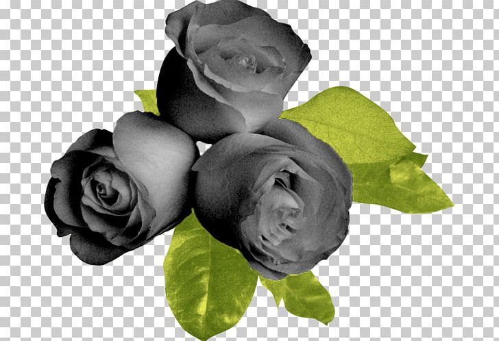 Garden Roses Flower Black Beach Rose PNG, Clipart, Beach Rose, Black, Black And White, Black Beach, Blog Free PNG Download