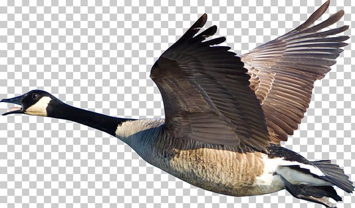 Bird Canada Goose Duck Cygnini PNG, Clipart, Anatidae, Animals, Anseriformes, Beak, Bird Free PNG Download