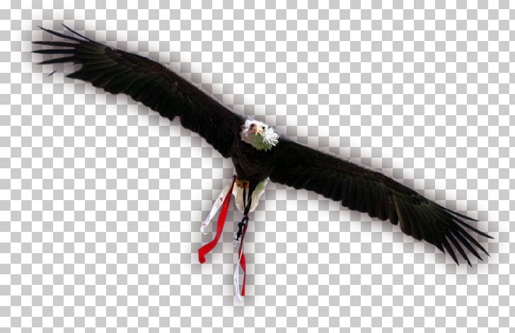 Eagle Vulture Beak Feather PNG, Clipart, Accipitriformes, Animals, Beak, Bird, Bird Of Prey Free PNG Download
