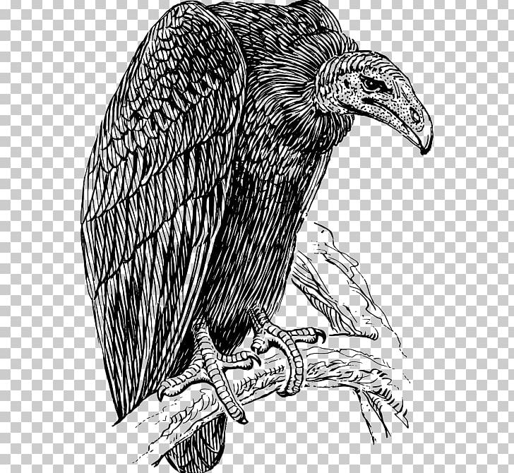 Vulture Graphics Drawing PNG, Clipart, Art, Beak, Bird, Bird Of Prey, Black And White Free PNG Download