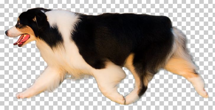 Australian Shepherd Dog Breed Miniature American Shepherd English Shepherd German Shepherd PNG, Clipart, American Kennel Club, Animals, Australian Shepherd, Breed, Carnivoran Free PNG Download